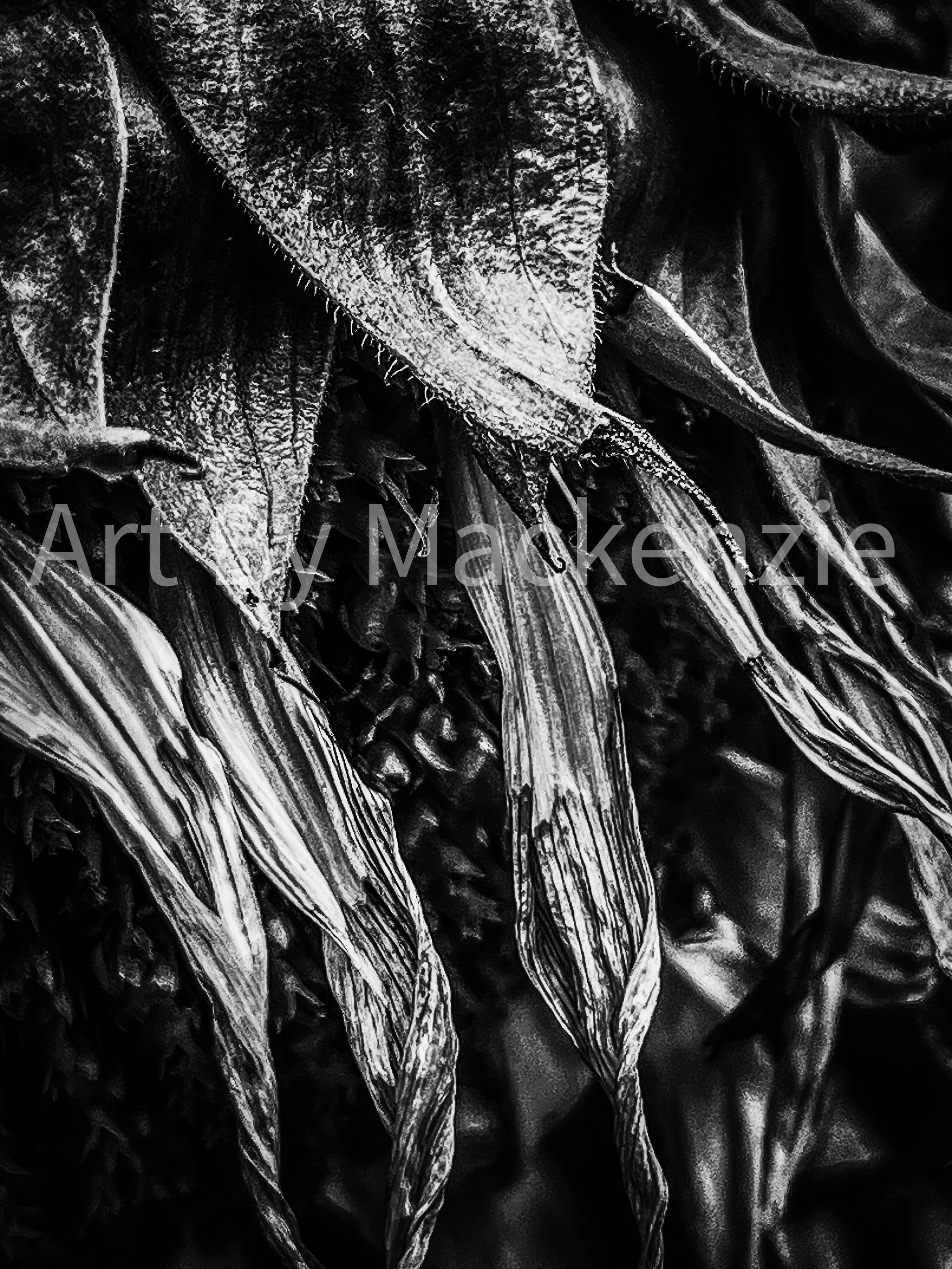 Dying Sunflower: Shaded