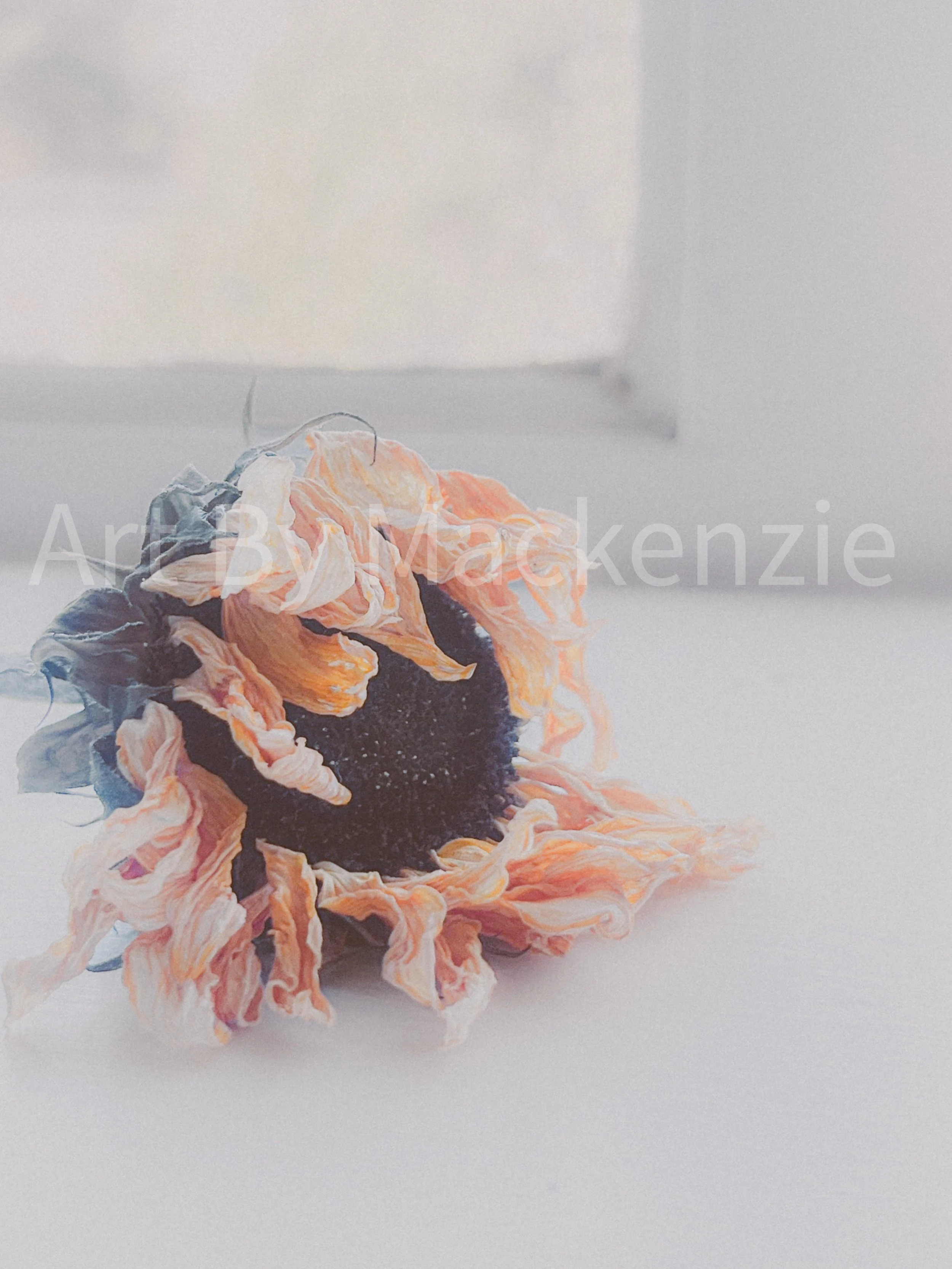 Dying Sunflower Slowly