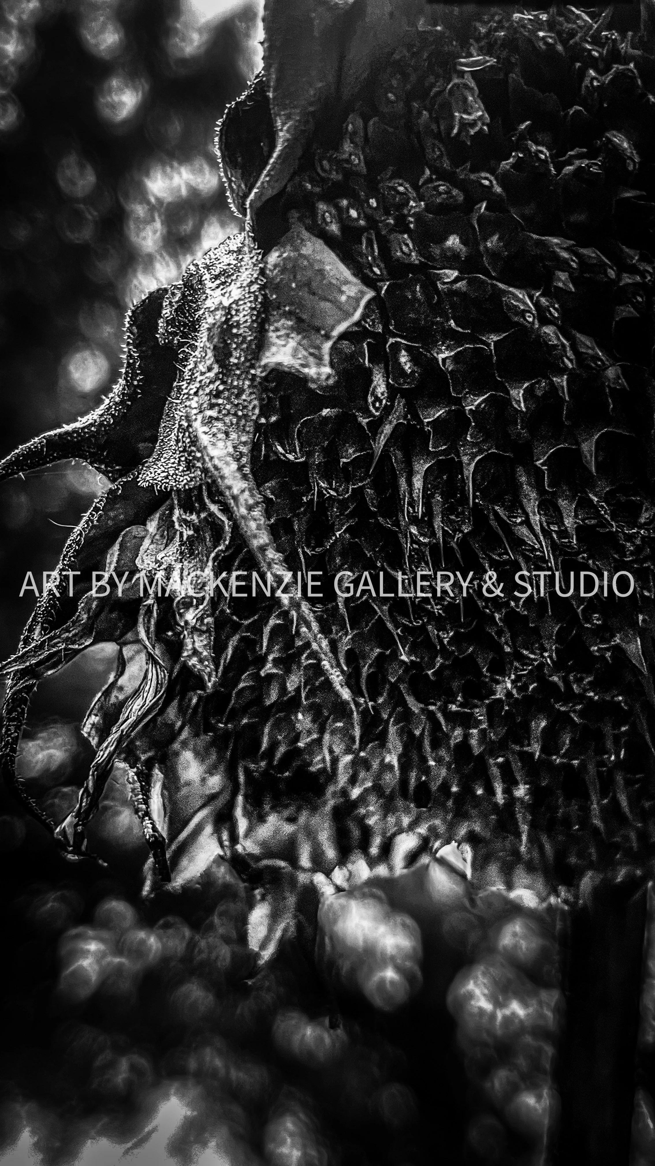 Month 4: Dying Sunflower 2