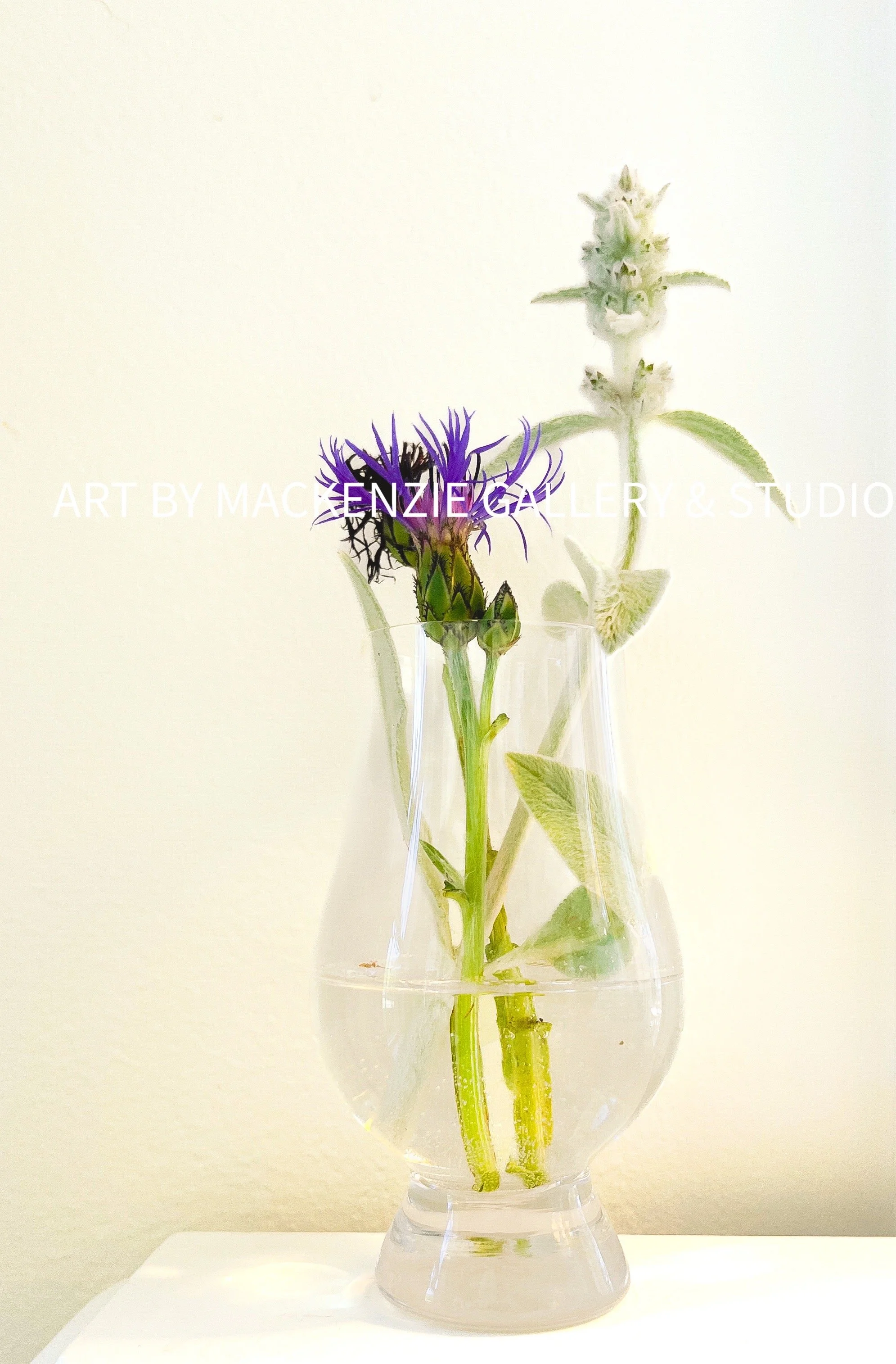 Centaurea Montana with Hosta