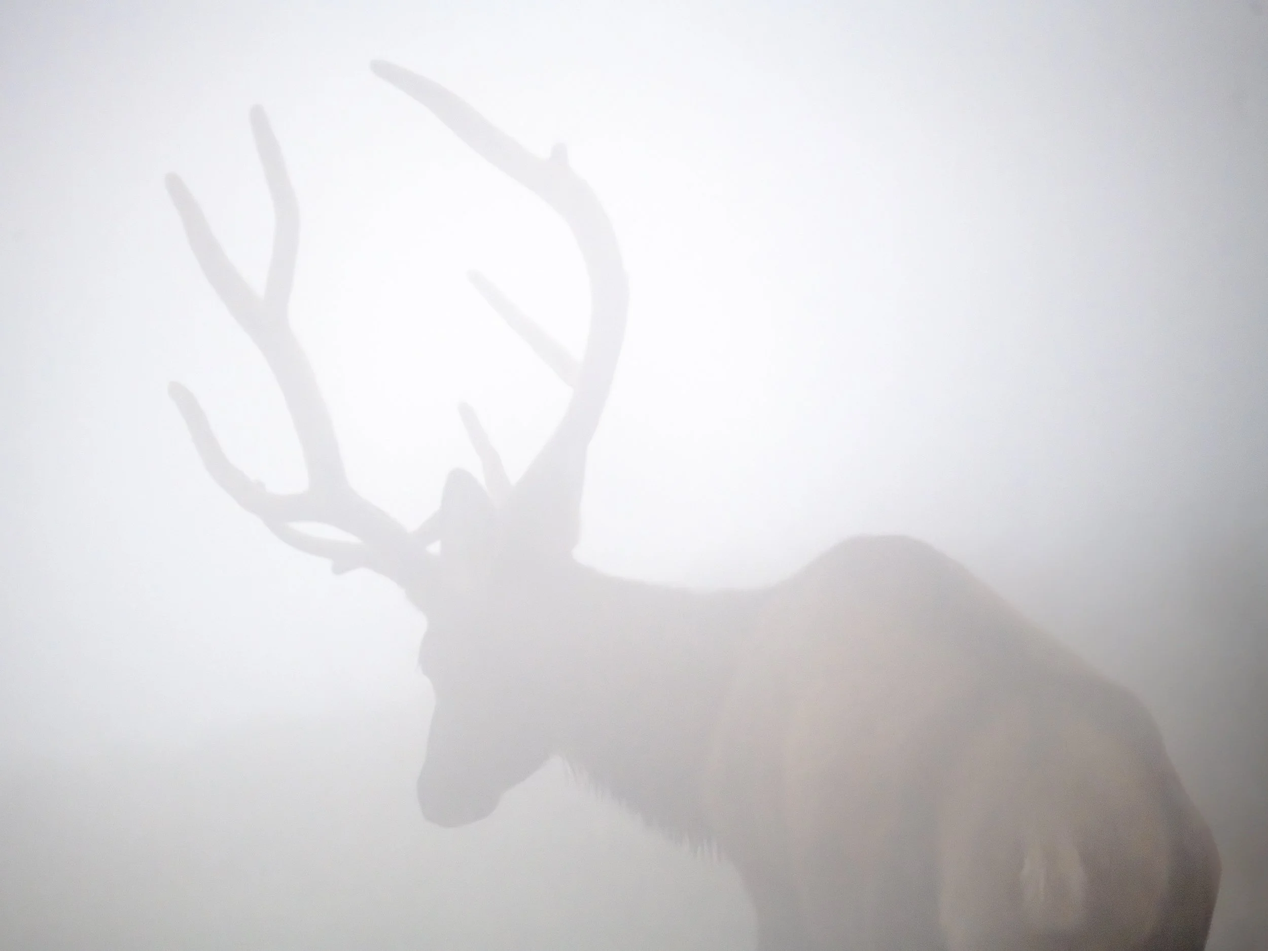 Bull Elk in the Fog.jpg