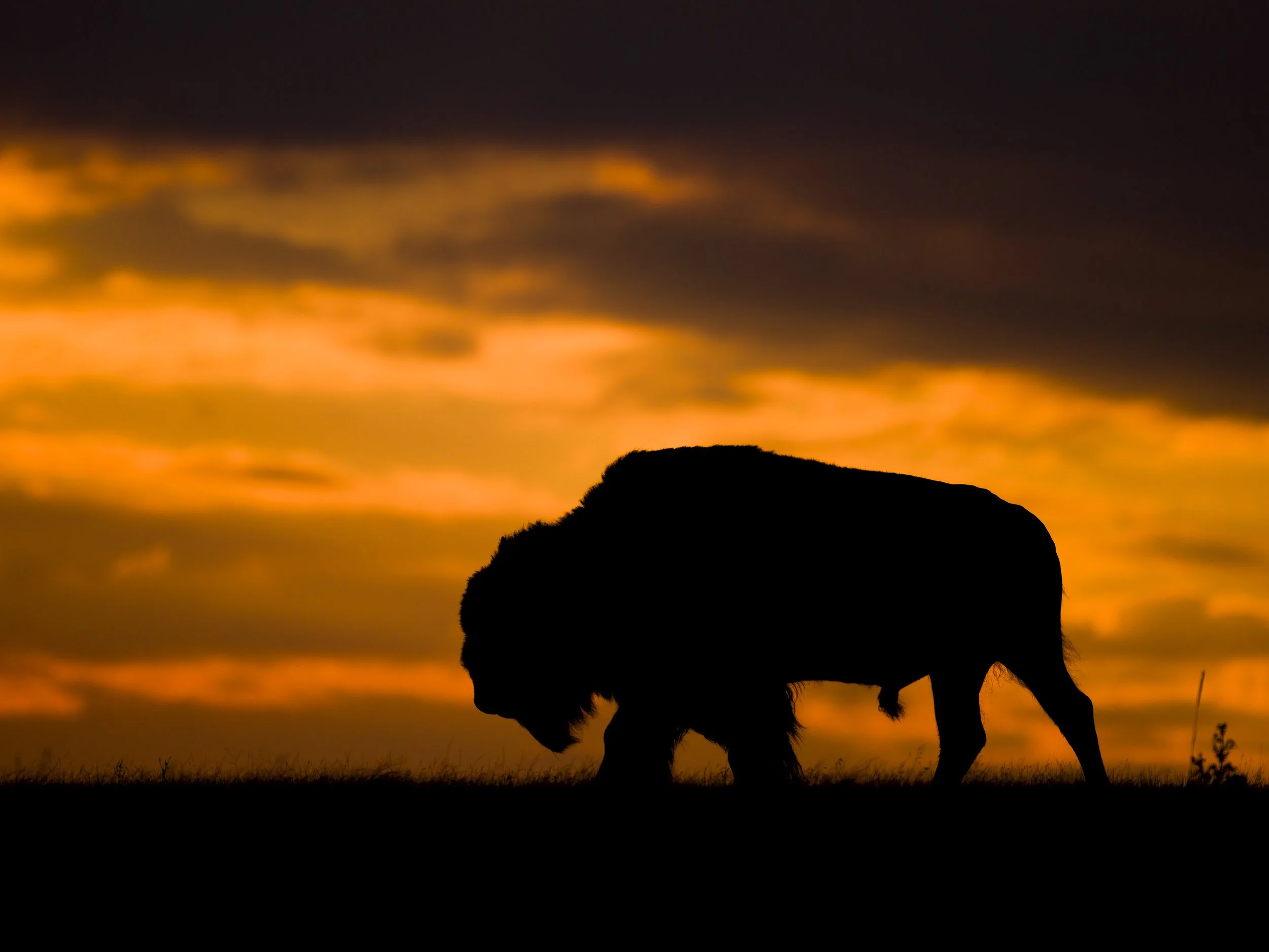_D851448[1]-Edit-2.jpg