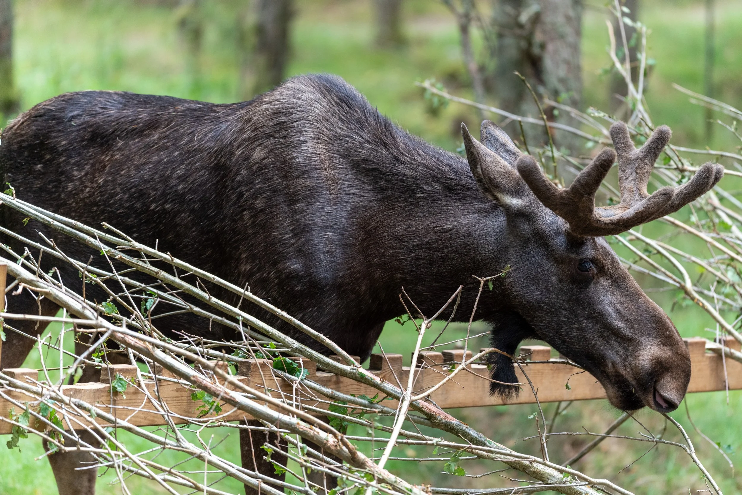Elche und Bisons und ein Lost Place in Schweden