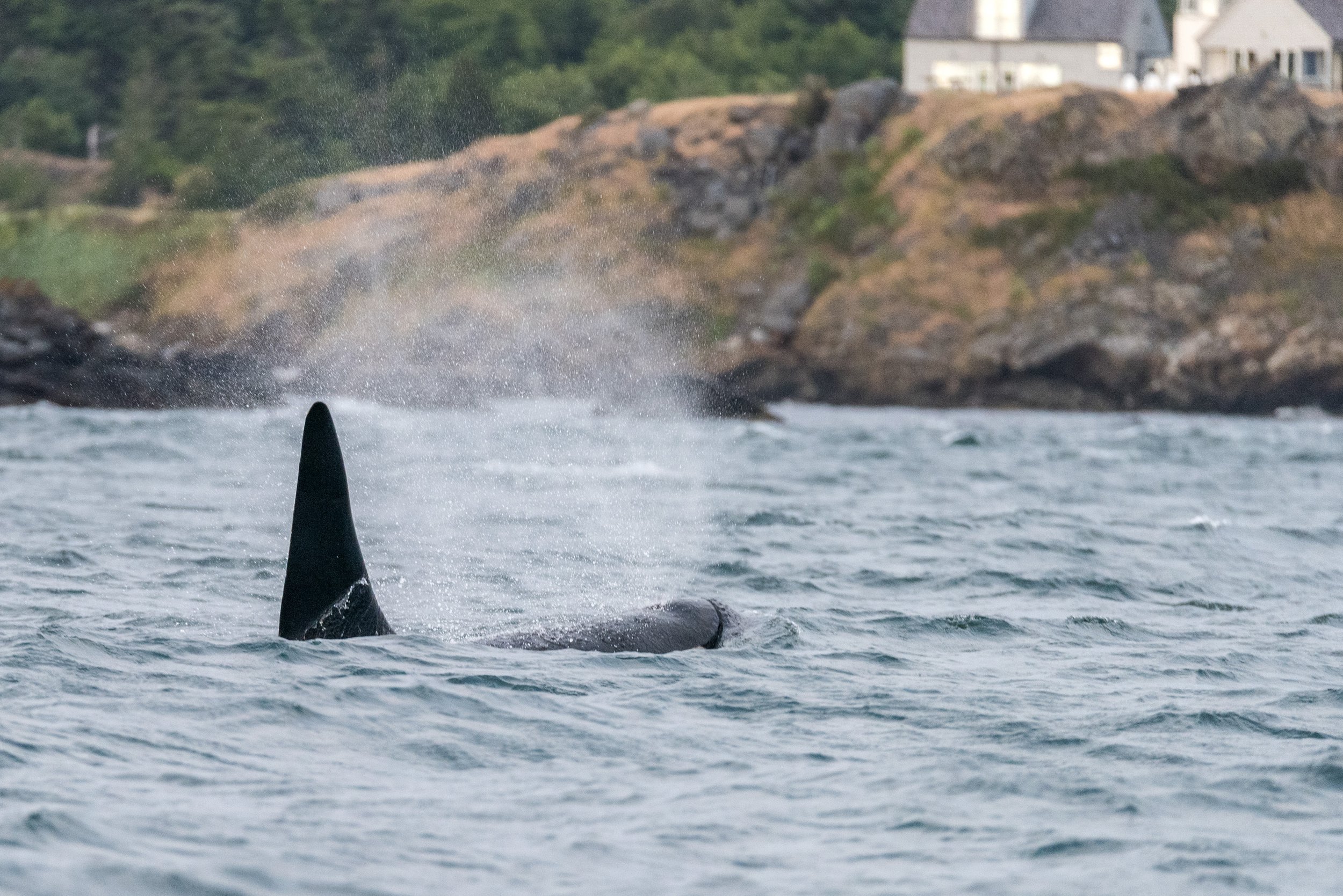 Kanada: Victoria–Chinatown, Fisherman´s Wharf und Walbeobachtung