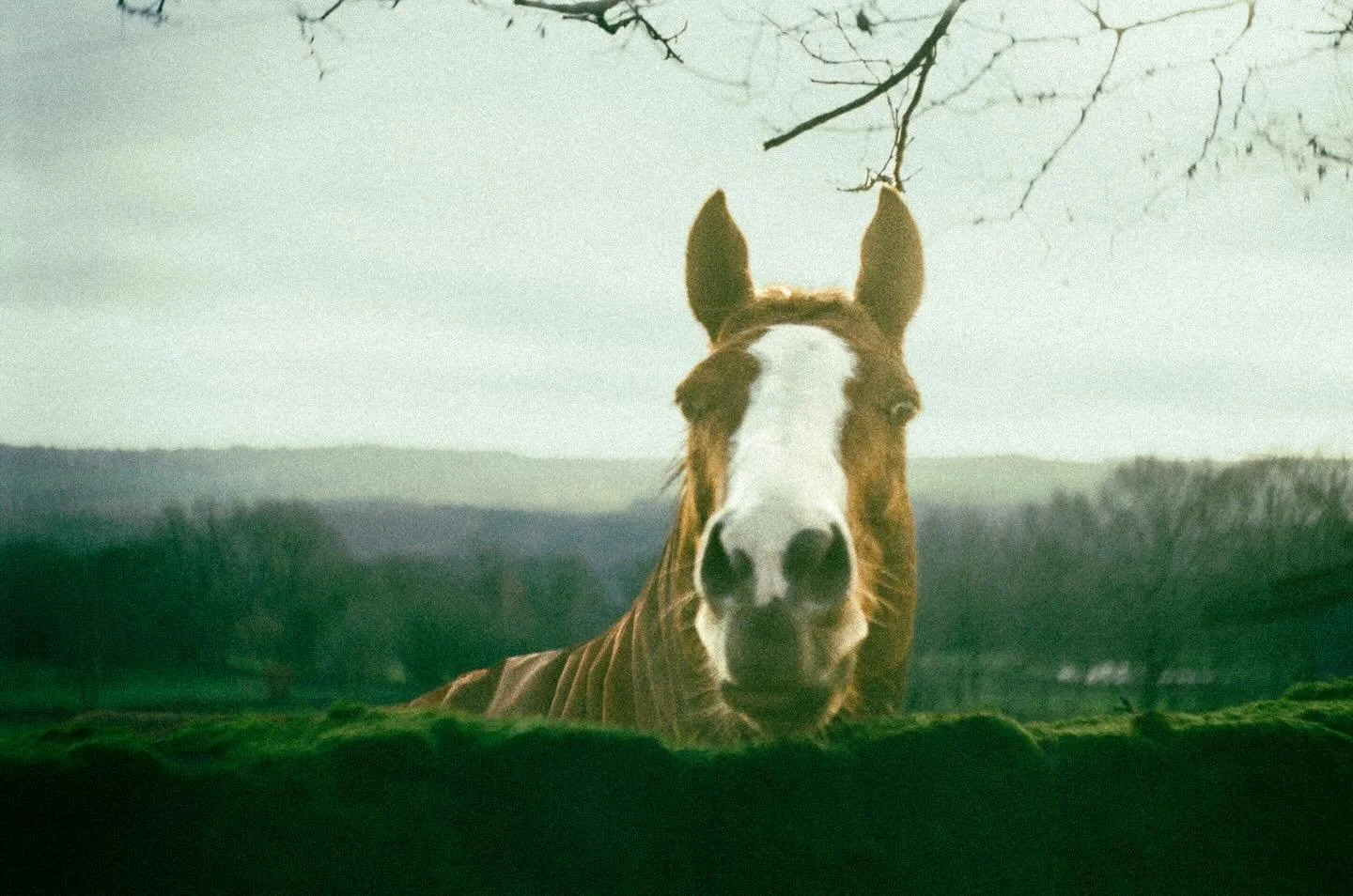 Horse. Taken on my new (but very old) Exa film camera from the 50&rsquo;s that I&rsquo;m still figuring out. Stay tuned for sheep pics🐑