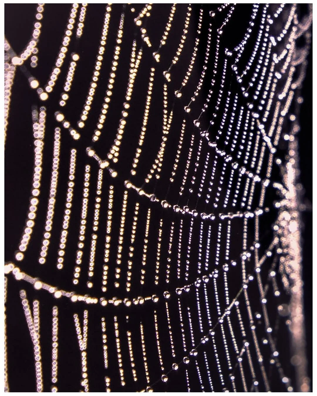 The magic combo of dew and spider webs 🕸️ that rainbow effect wasn&rsquo;t even part of the edit! All natural 💧