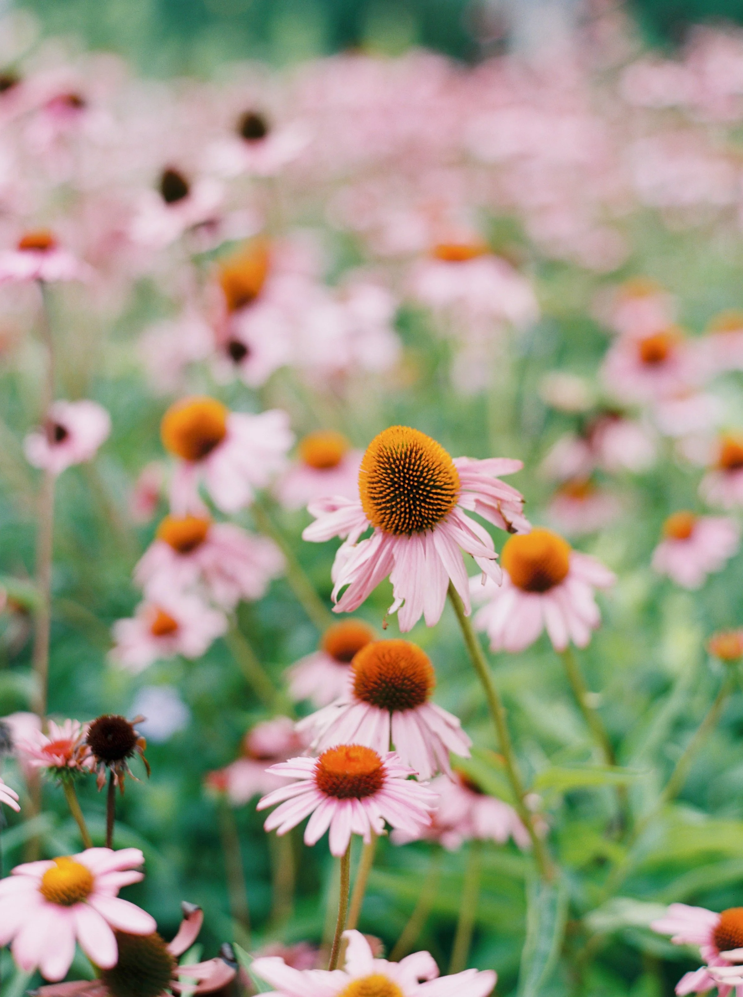 Bright floral scene representing new beginnings and free resources for Christian women