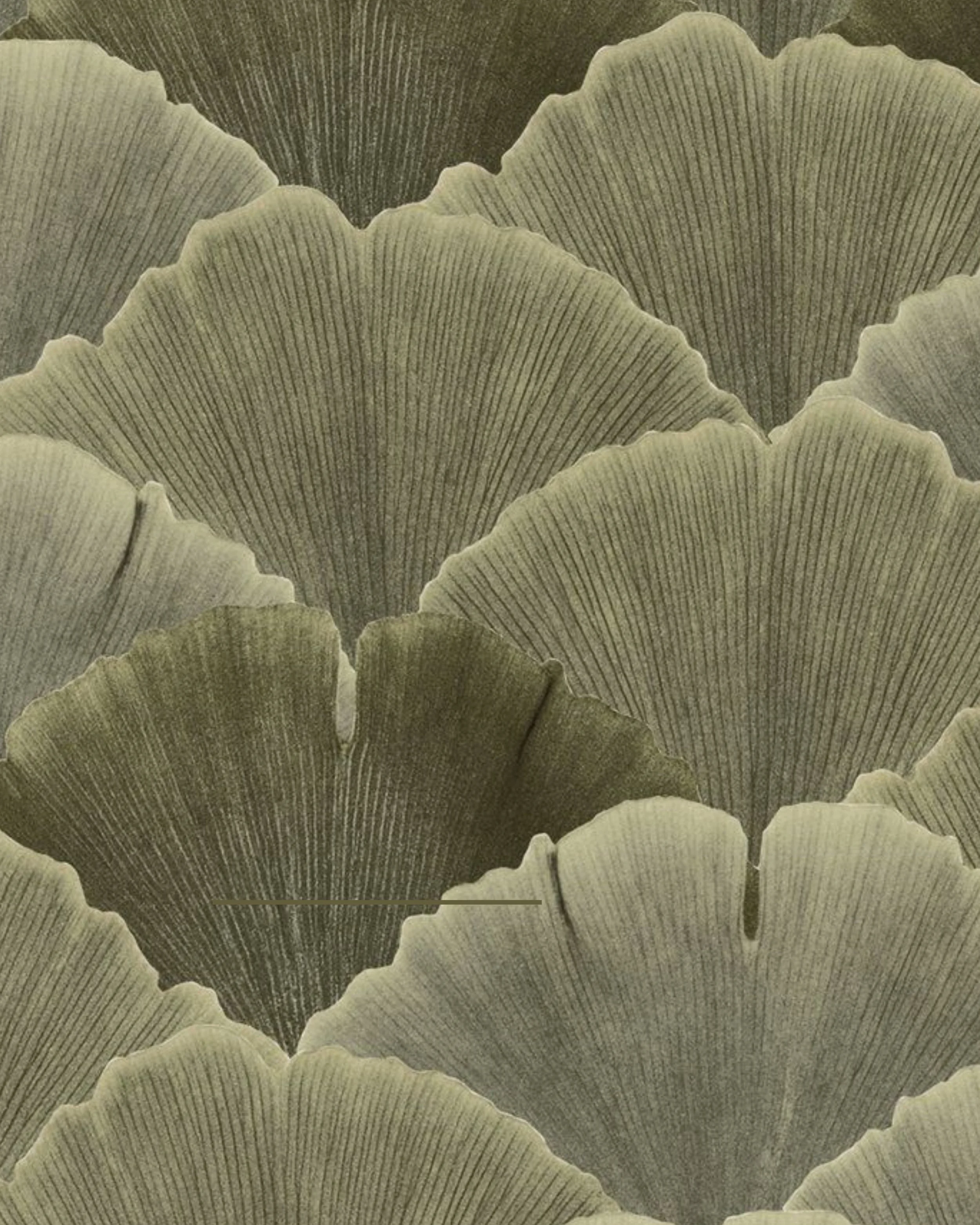 Texture image showing closeup of cactus plant