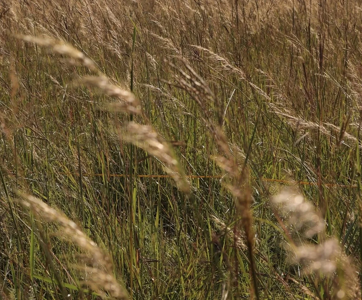 Touching Prairie Grass