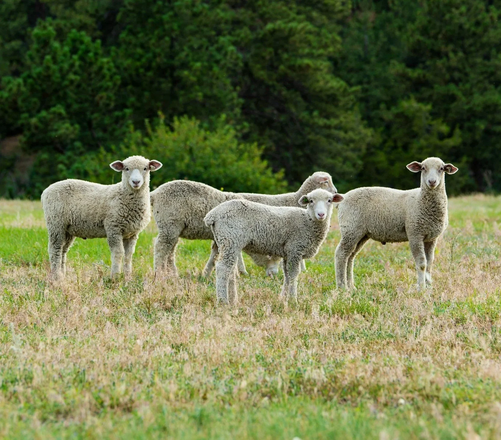 Group of five sheep standing in a grassy field with trees in the background.