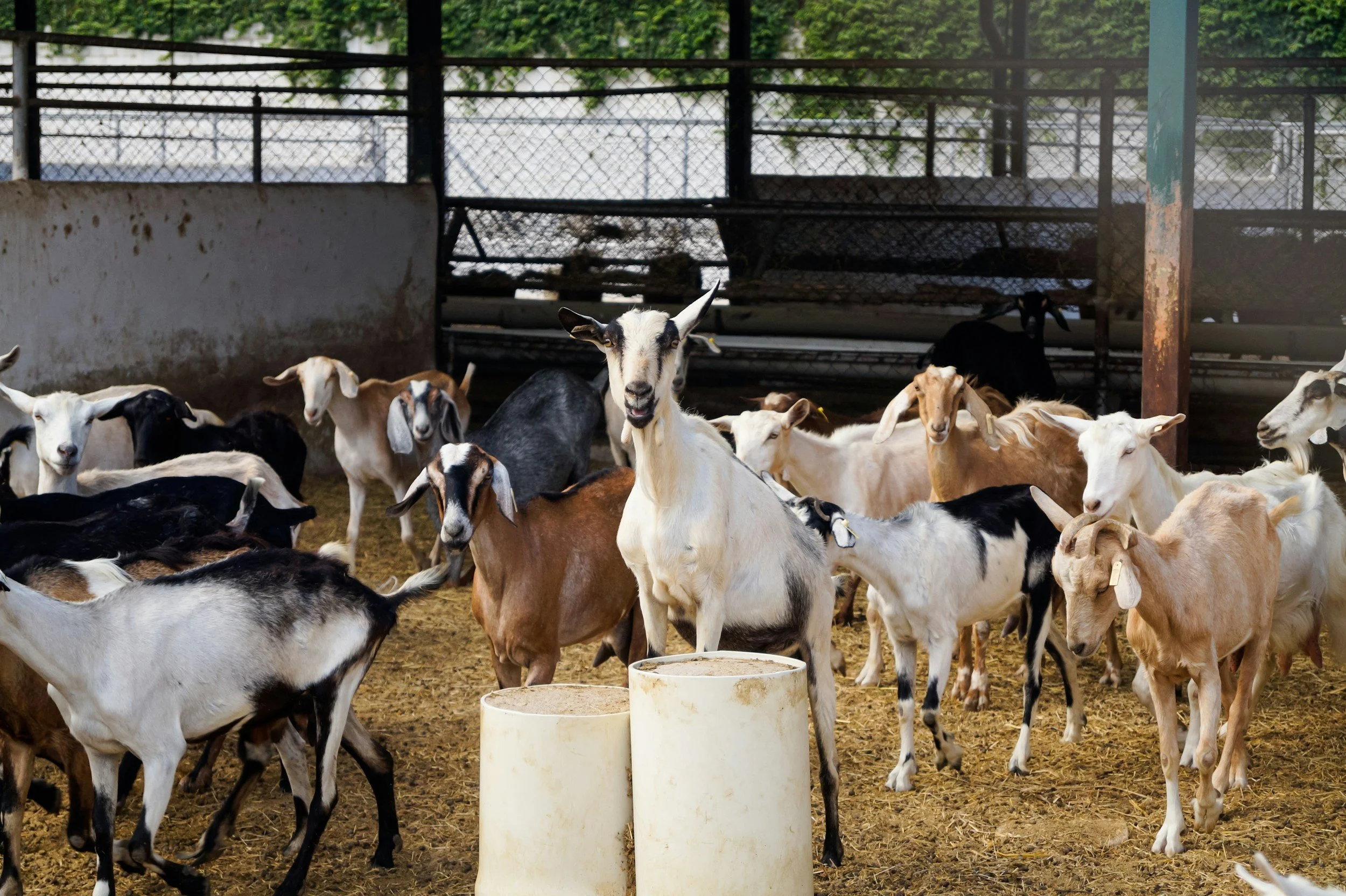 A group of goats inside a pen with some standing and some lying on the ground, with two large white containers in the foreground.