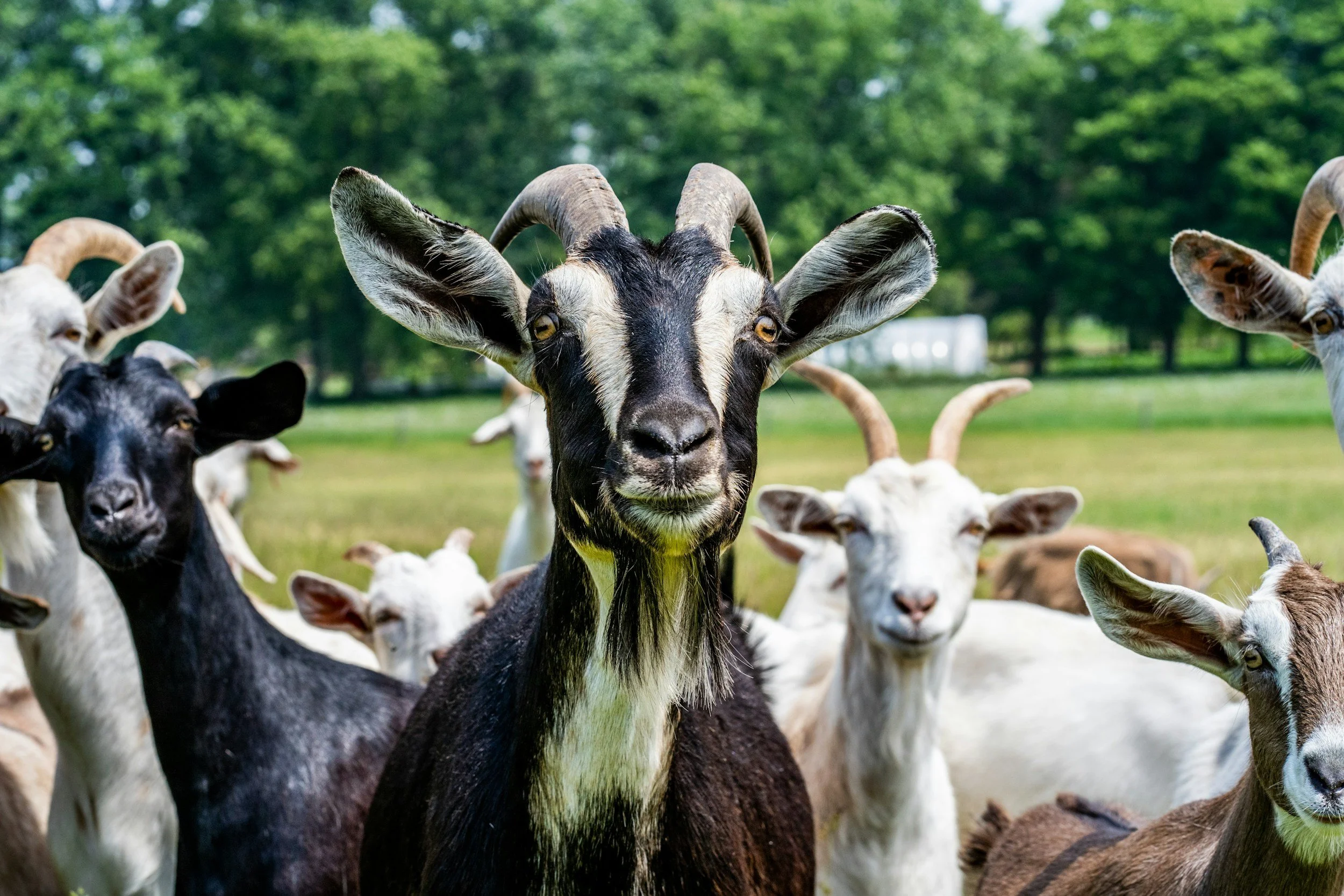 Group of goats in a green field, with one black and white goat at the center looking at the camera.