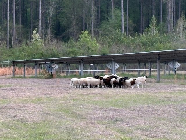 A herd of sheep and goats grazing on the grass near a solar panel array in a rural area with trees in the background.