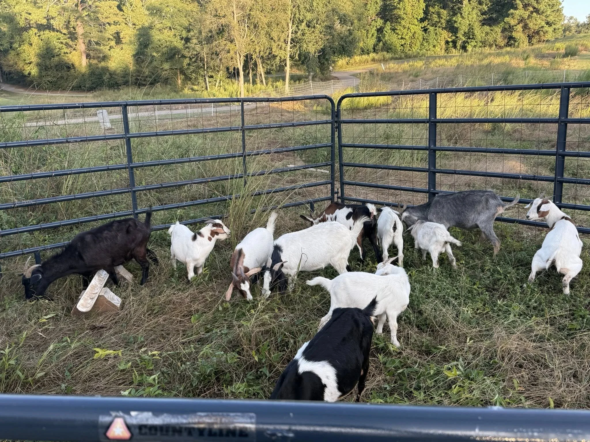 A fenced area with young goats grazing on grass, with trees and a dirt path visible in the background during sunset.