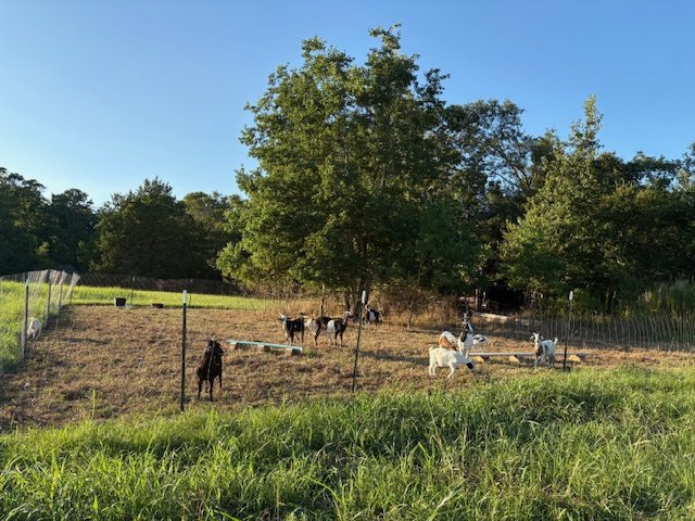 A fenced outdoor area with a few goats and a horse, surrounded by trees and grass, under a clear blue sky.