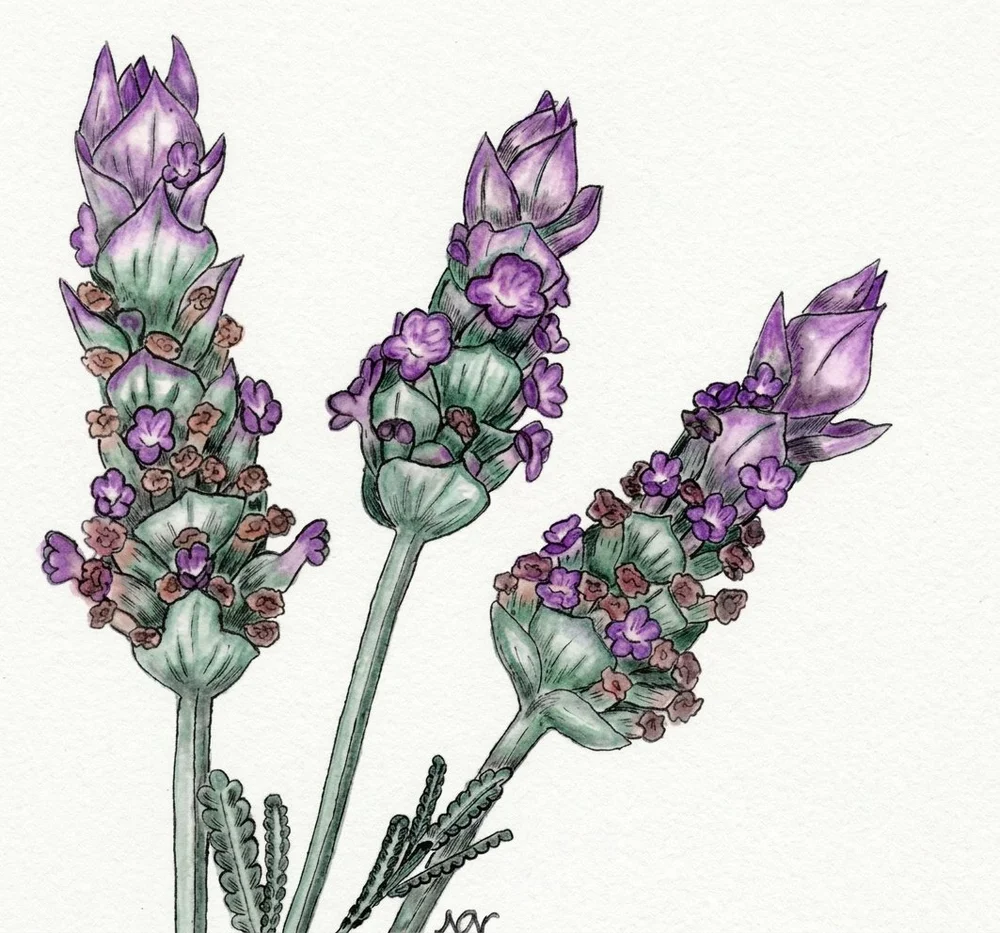 Three lavender flower heads, an inked and watercoloured illustration