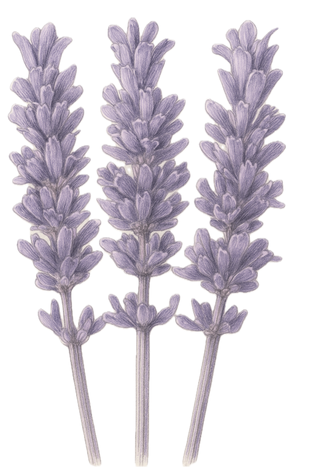 Three lavender flower stems with purple blossoms.