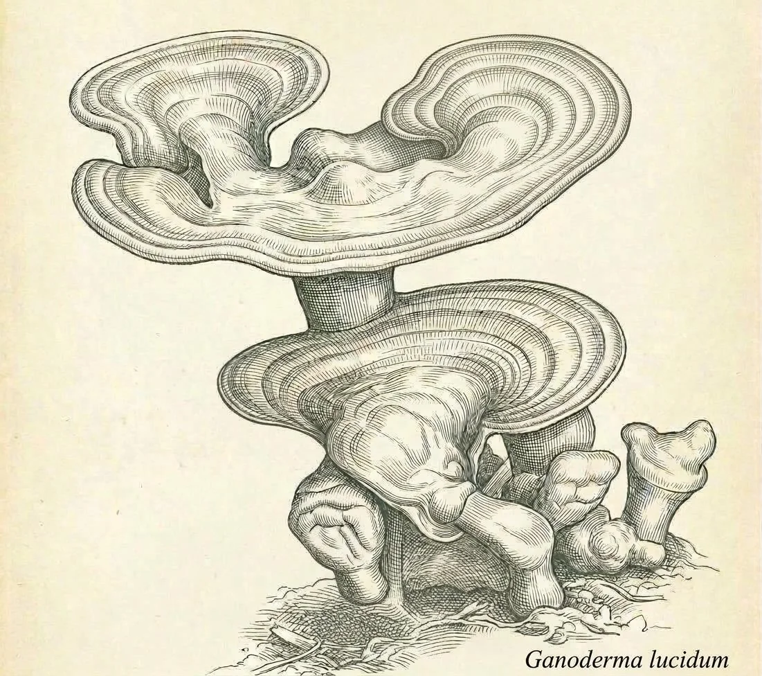 Ganoderma lucidum .jpg
