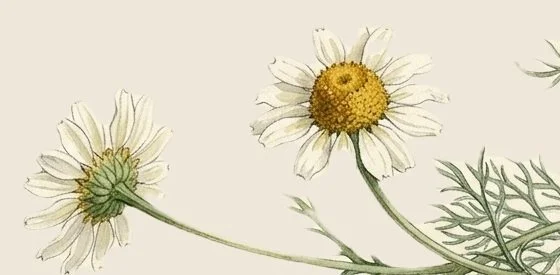 aw26-closeup-chamomile.jpg