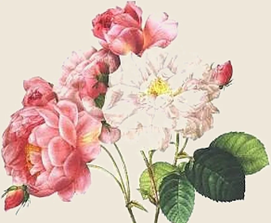aw26-closeup-rose.jpg