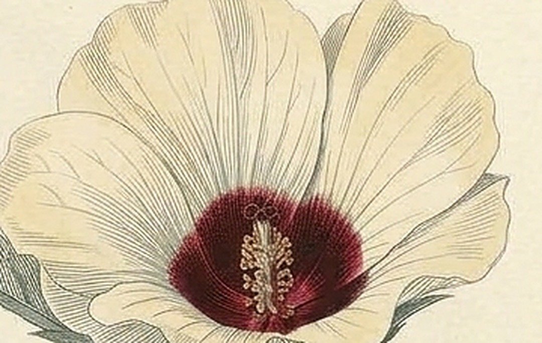 aw26-closeup-hibiscus.jpg