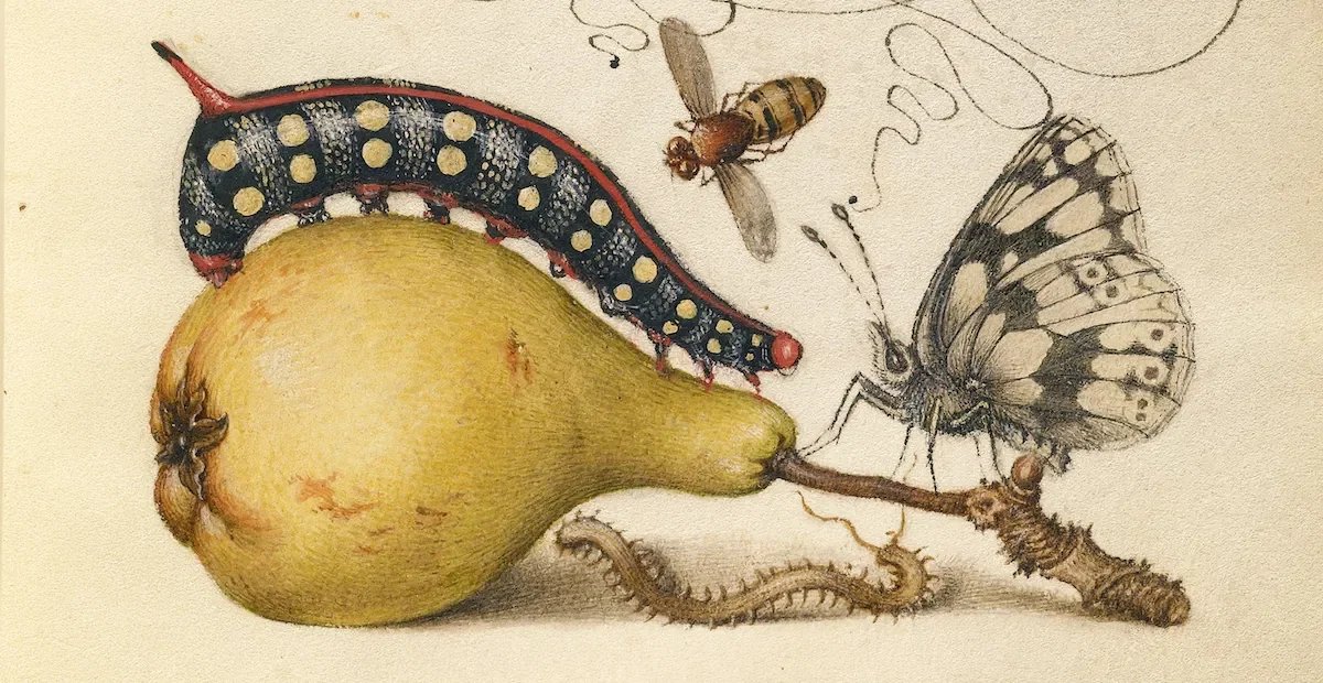 A drawing of a pear with a caterpillar on it, a butterfly with Its wings open, a bee, and a worm on a branch.