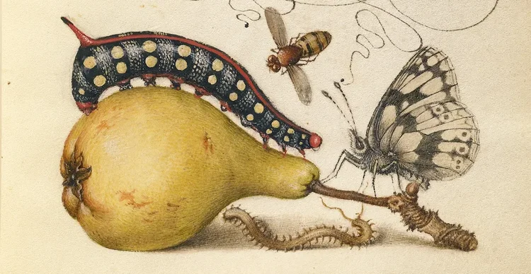 Pear with a caterpillar, a bee and a butterfly, from an illuminated manuscript by Joris Hoefnagel