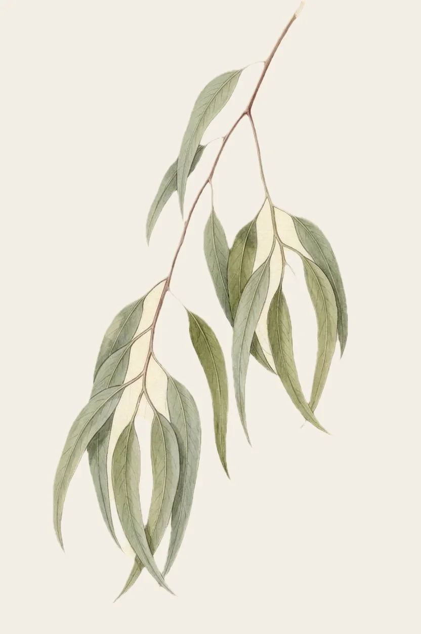 aw26-plate-breathe-salve.jpg