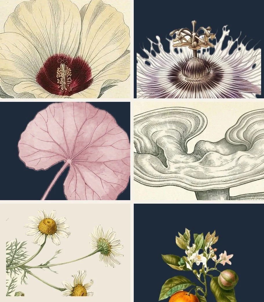 aw26-gift-botanical-grid.jpg