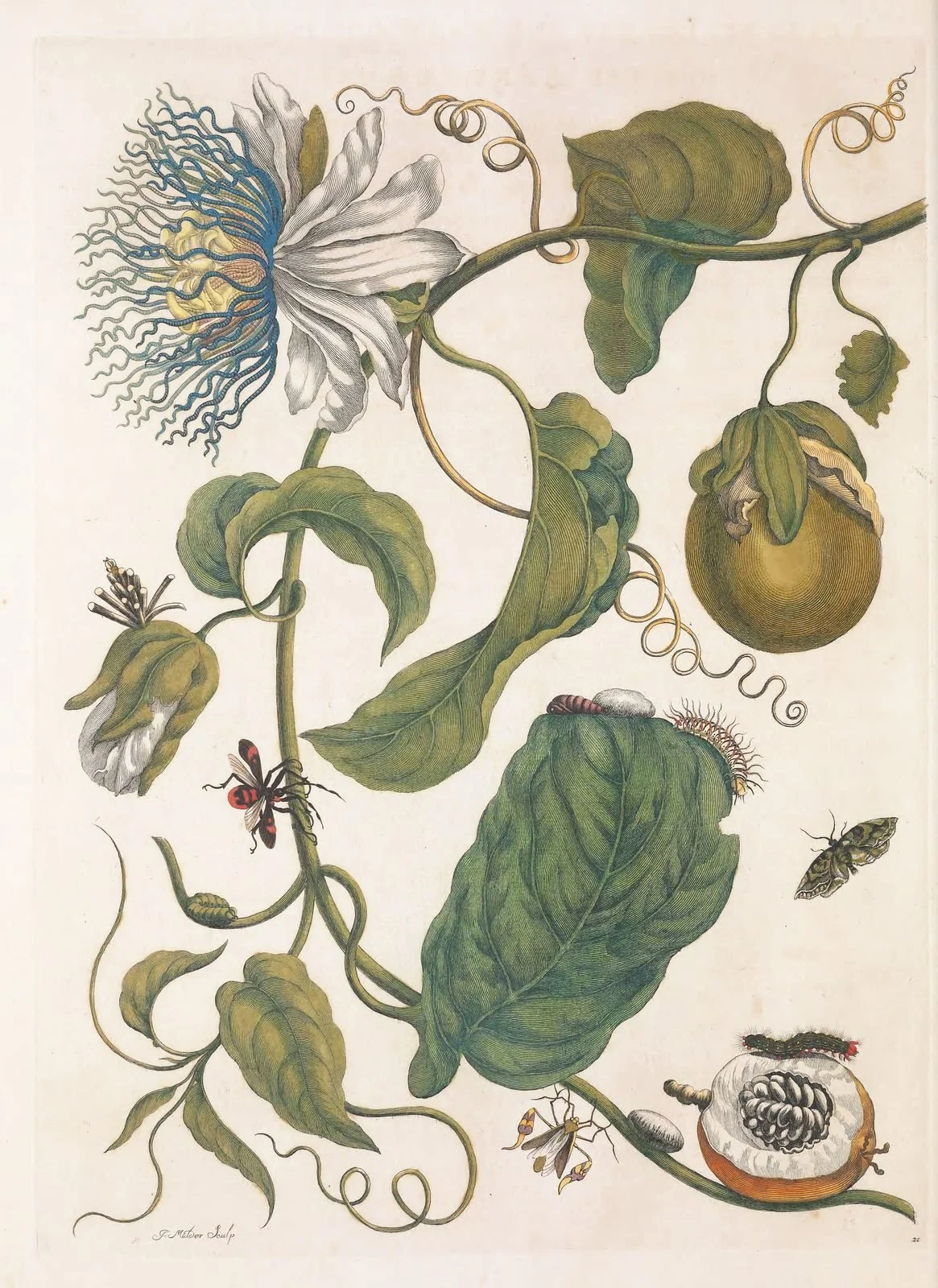 aw26-hero-merian-passionflower.jpg