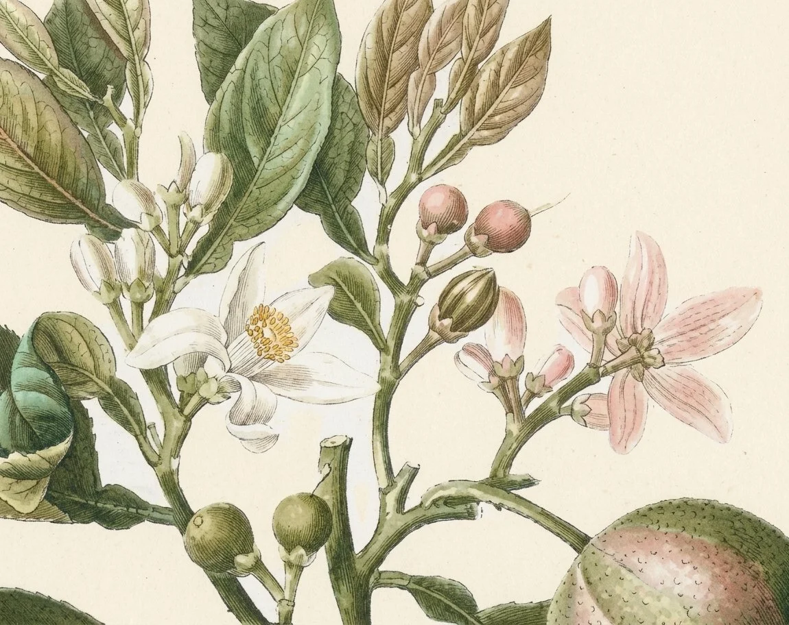 neroli mist aw .jpg