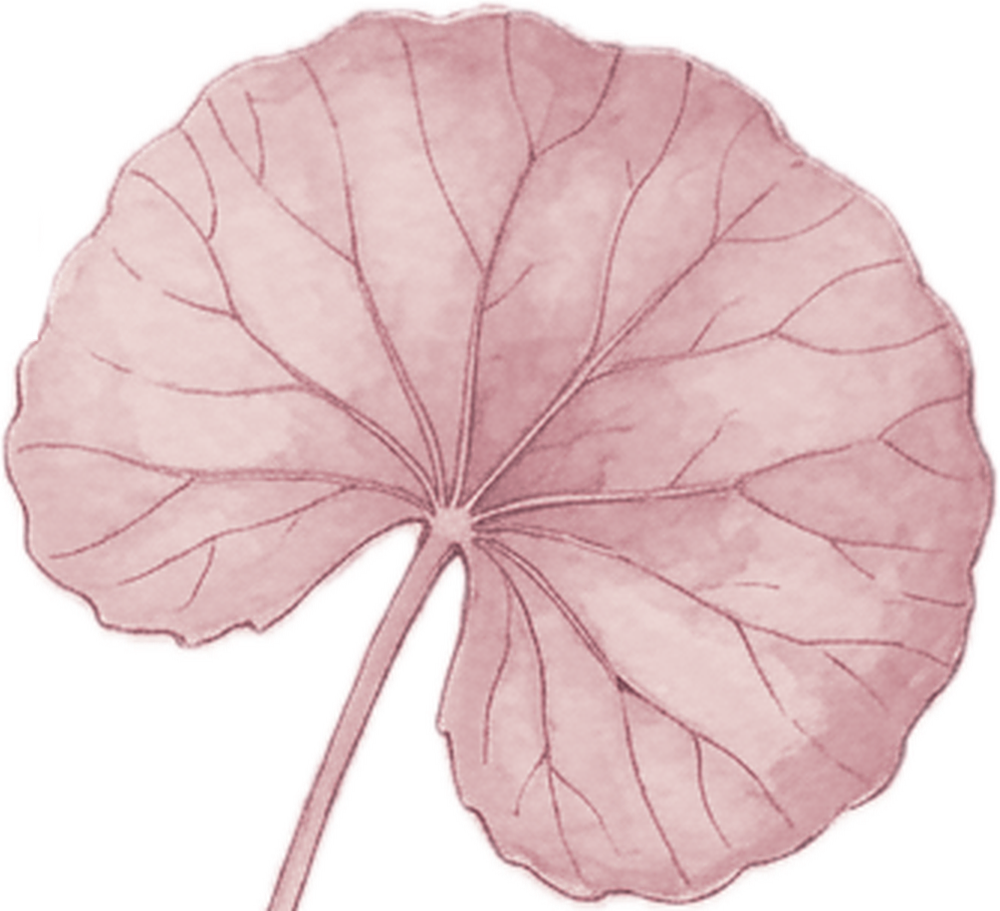 A single pink centella leaf, a watercolour illustration