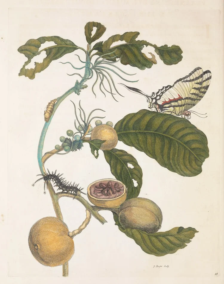 A flowering plant with caterpillars and moths, a hand-coloured engraving by Maria Sibylla Merian