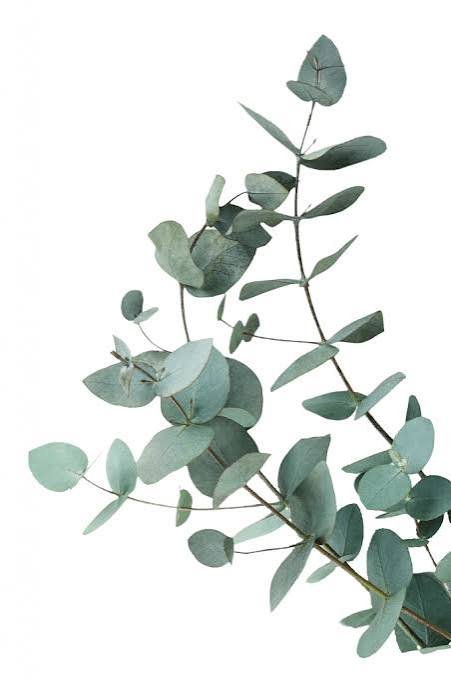 Eucalyptus leaves on a branch, a botanical illustration