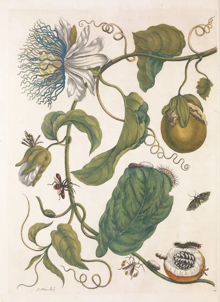 Passionflower in bloom with fruit and insects, a hand-coloured engraving by Maria Sibylla Merian