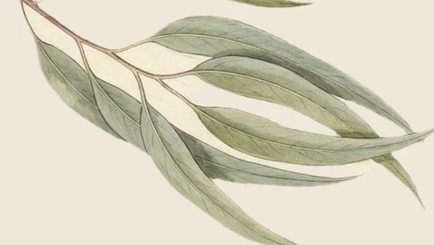 aw26-closeup-eucalyptus.jpg