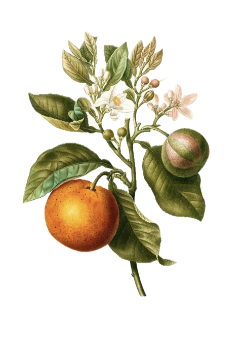Botanical illustration of an apple tree branch with green leaves, white flowers, and both ripe and unripe apples