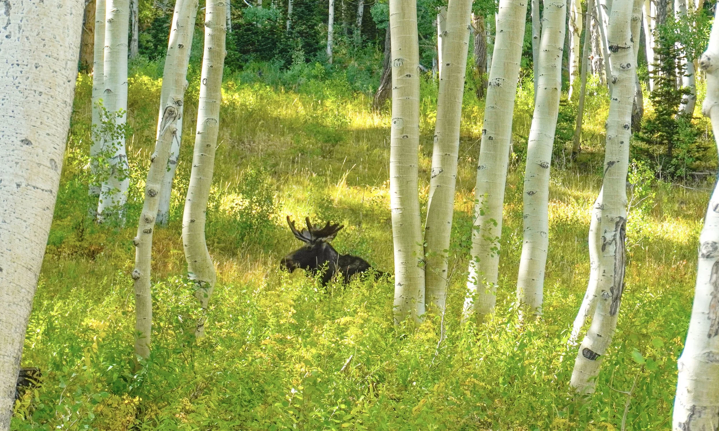 Moose in The Trees