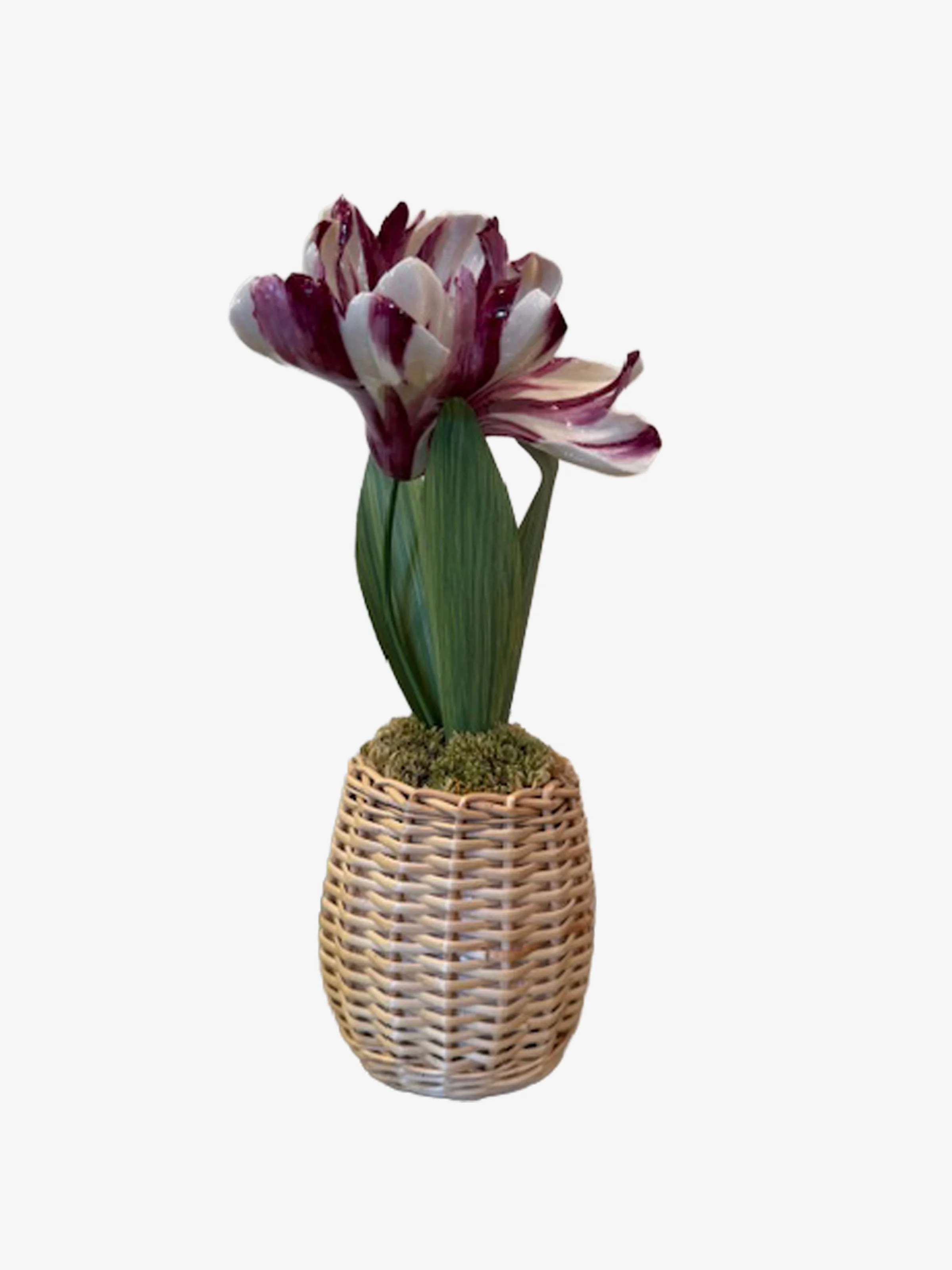 Porcelain Tulip