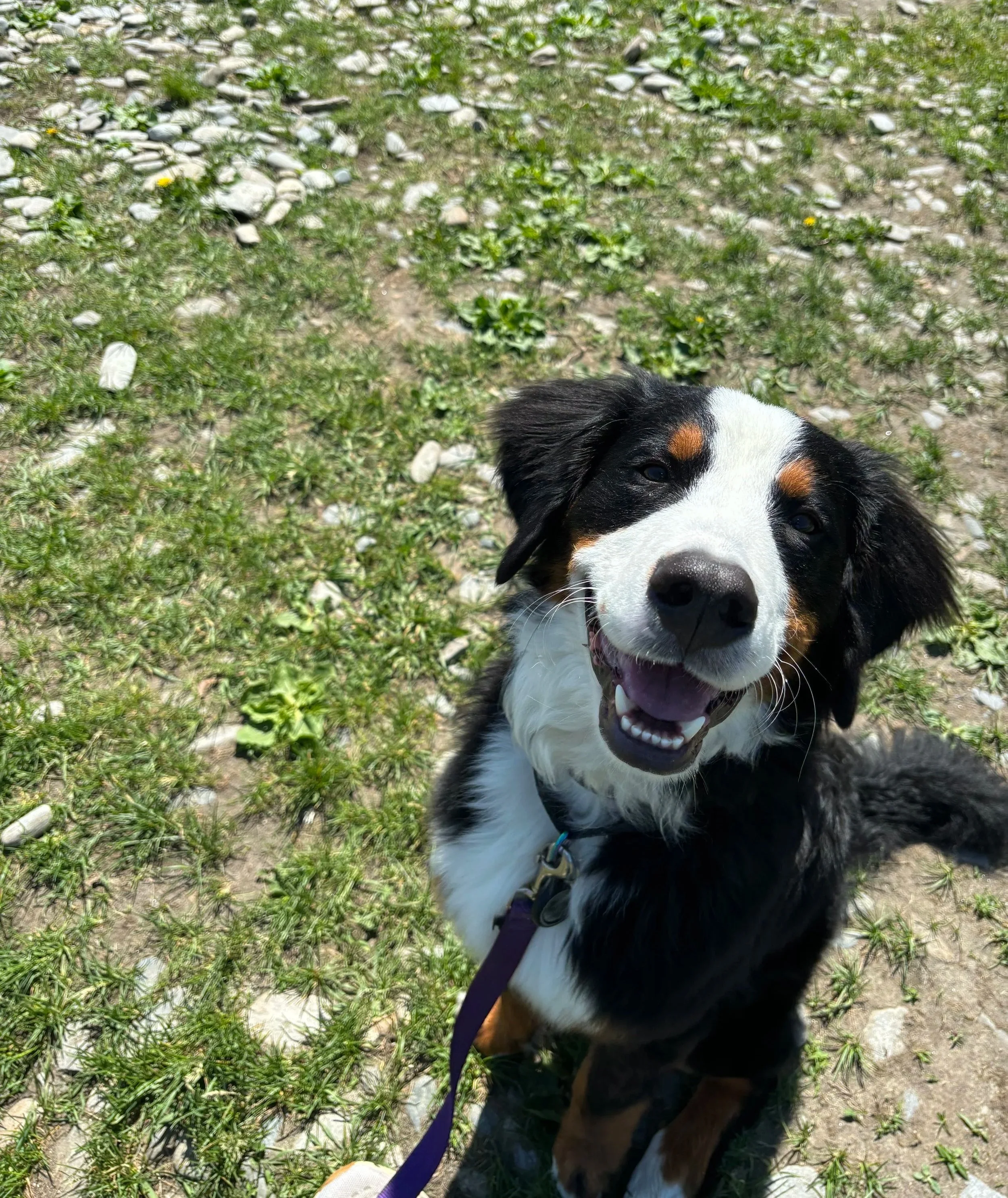 A happy Bernese Mountain Dog puppy smiling outdoors on a grassy area with small rocks and patches of dirt.