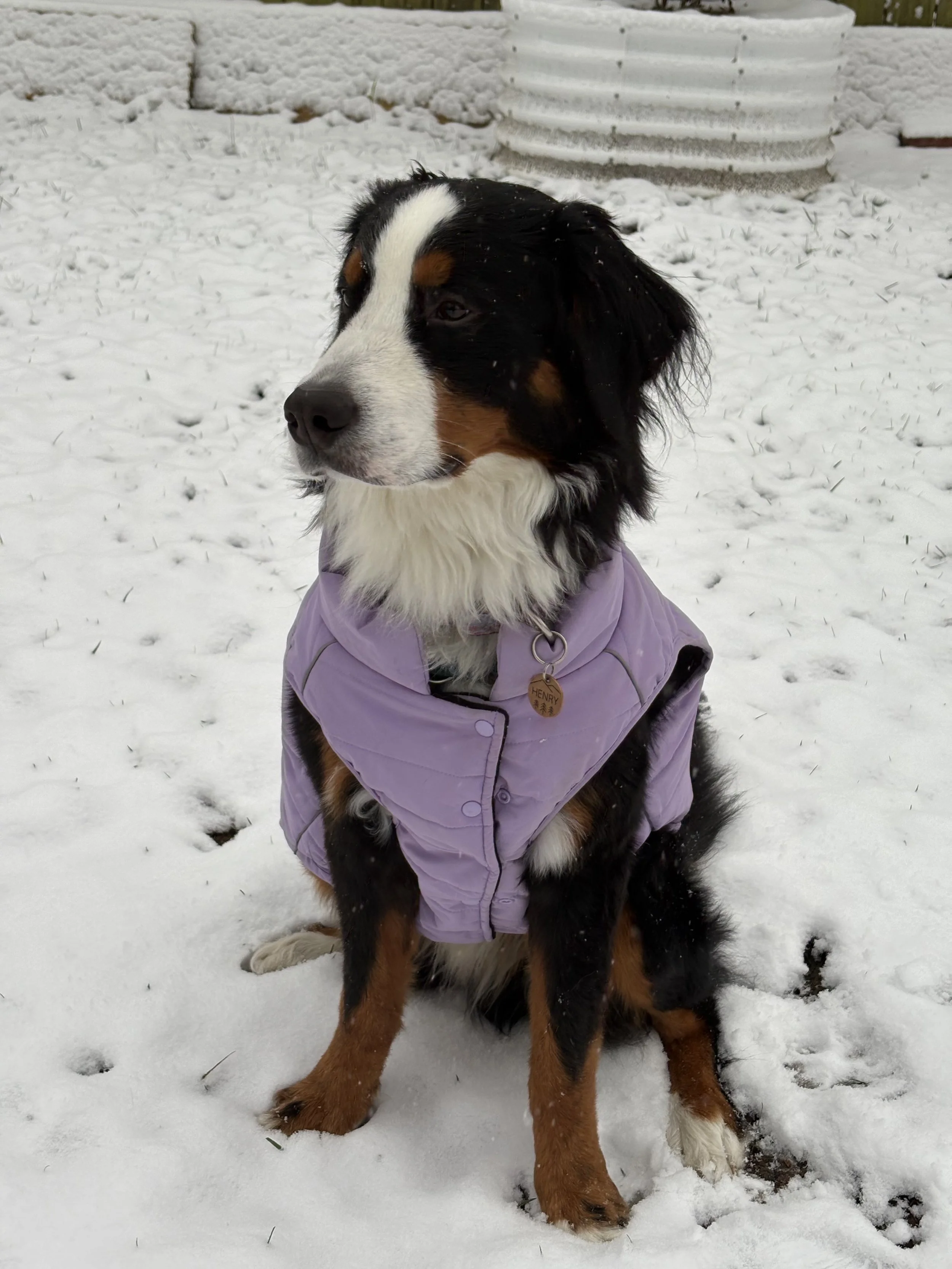 A young Bernese Mountain Dog sitting in the snow outdoors. The dog is wearing a lilac-colored jacket and has a tag with the name "Henry". Snow is on its fur and the ground, with a white fence and some snow-covered plants in the background.