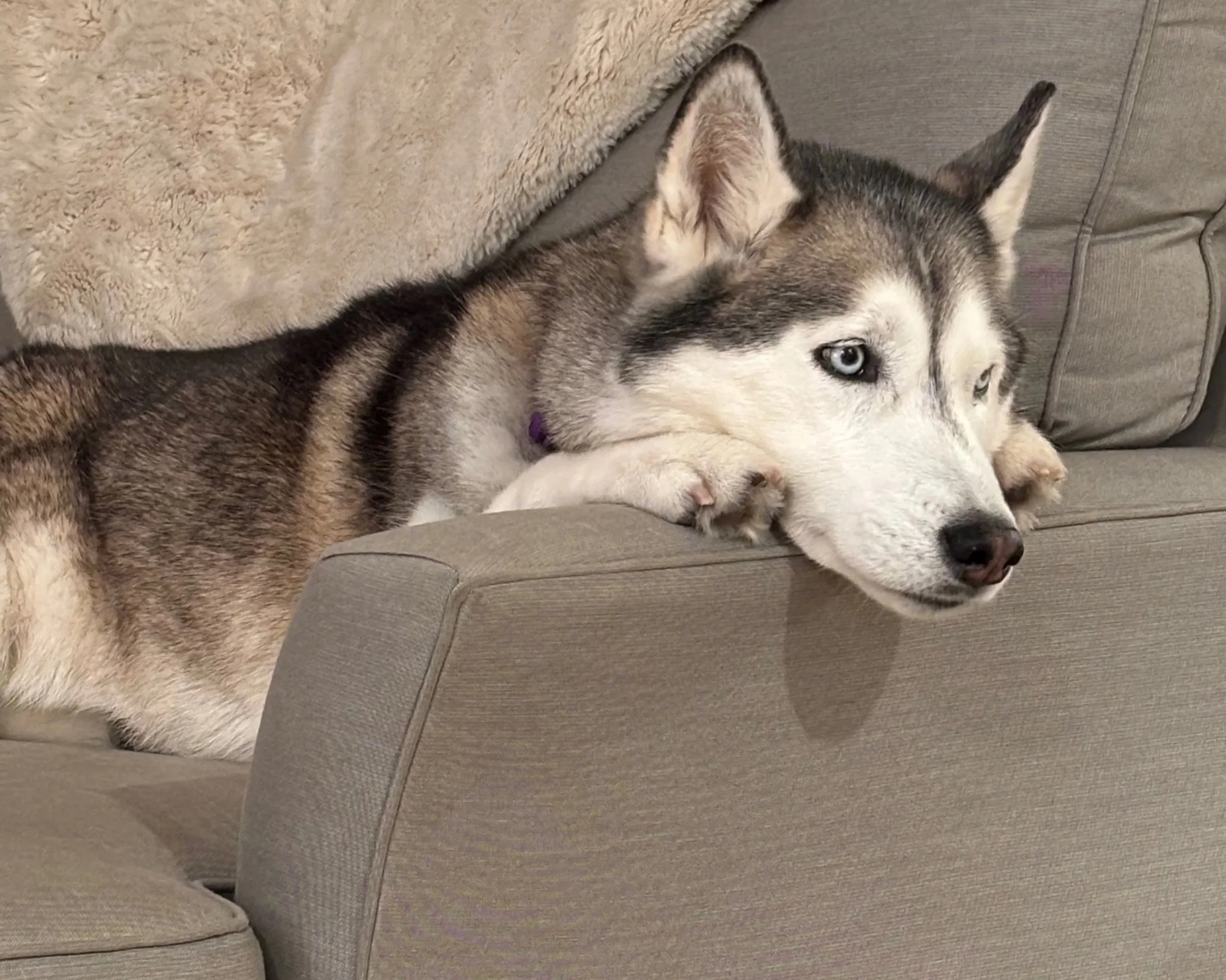 A husky dog lying on a couch with its head resting on the armrest, wearing a purple collar, with a beige blanket nearby.