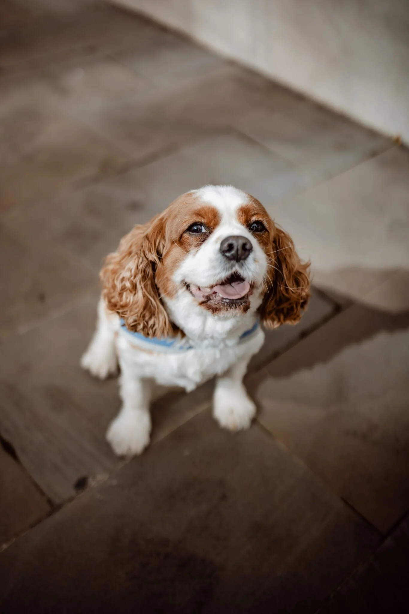 Charlie Cohn Train Charlie Cohen | Therapy Dog — Feel To Heal Psychology