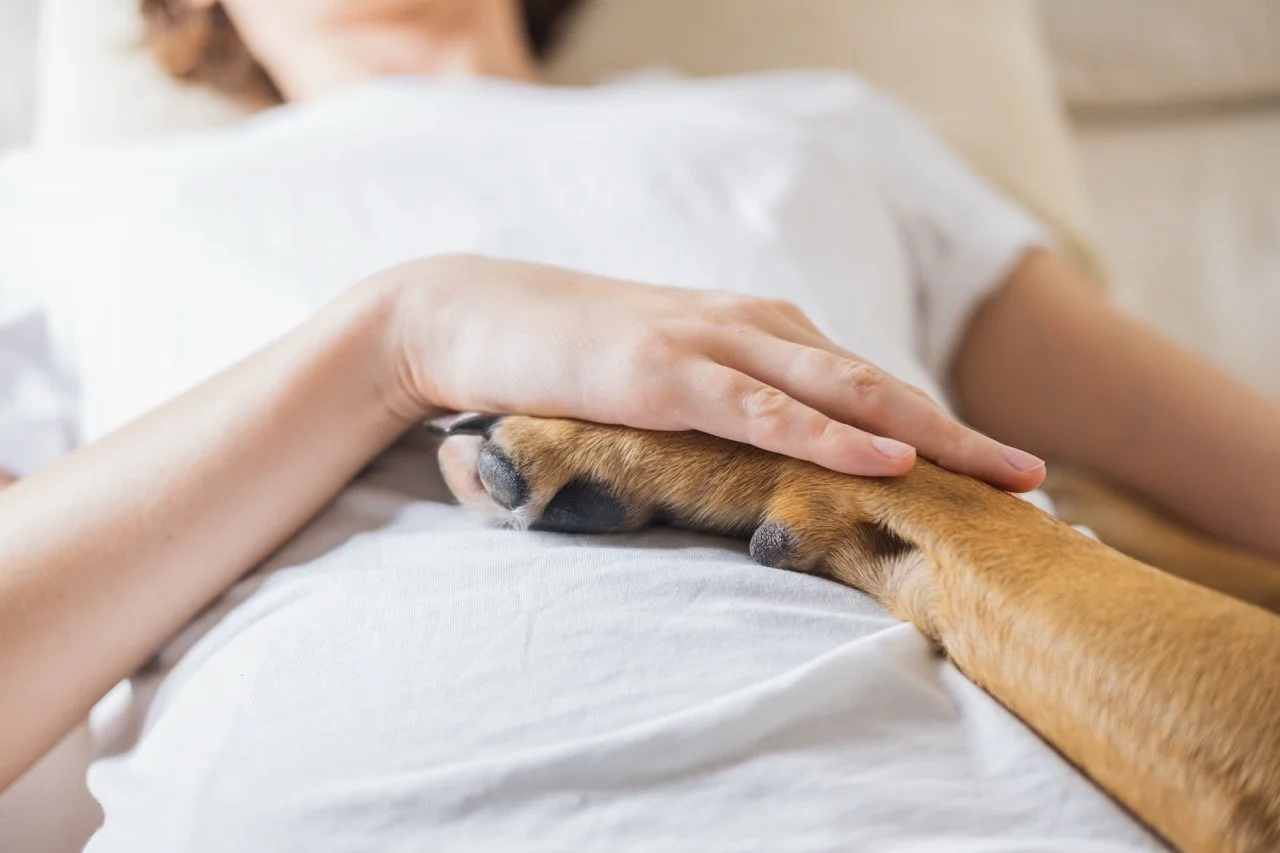 Security is for the dogs: The benefits of canine teams in safety planning