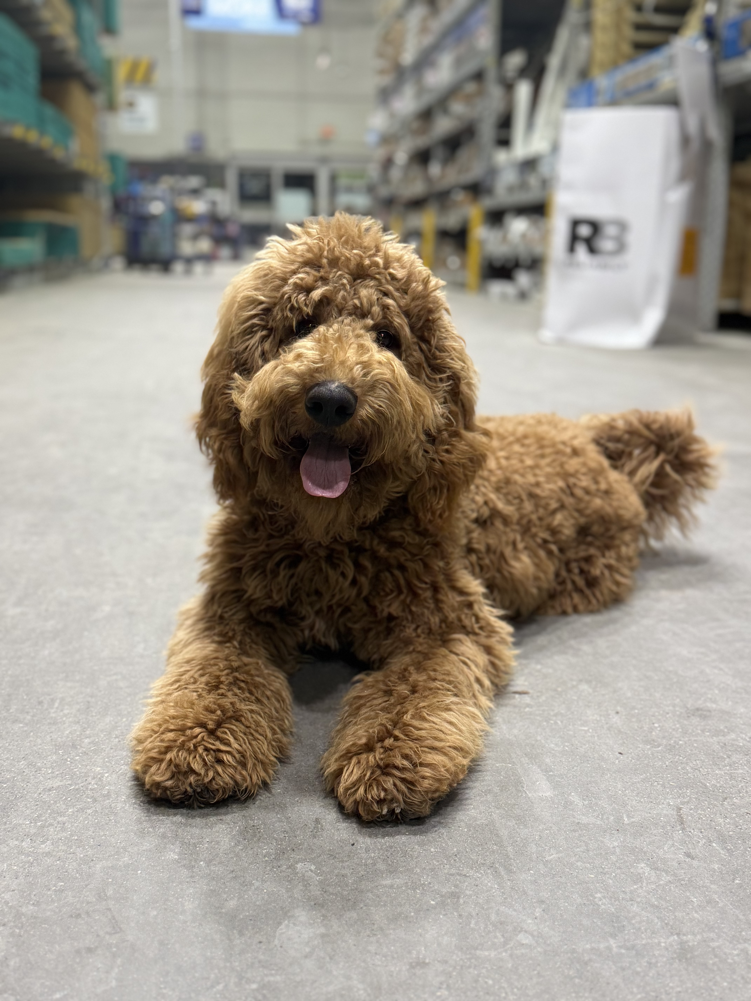 Royal 2 Week Board and Train