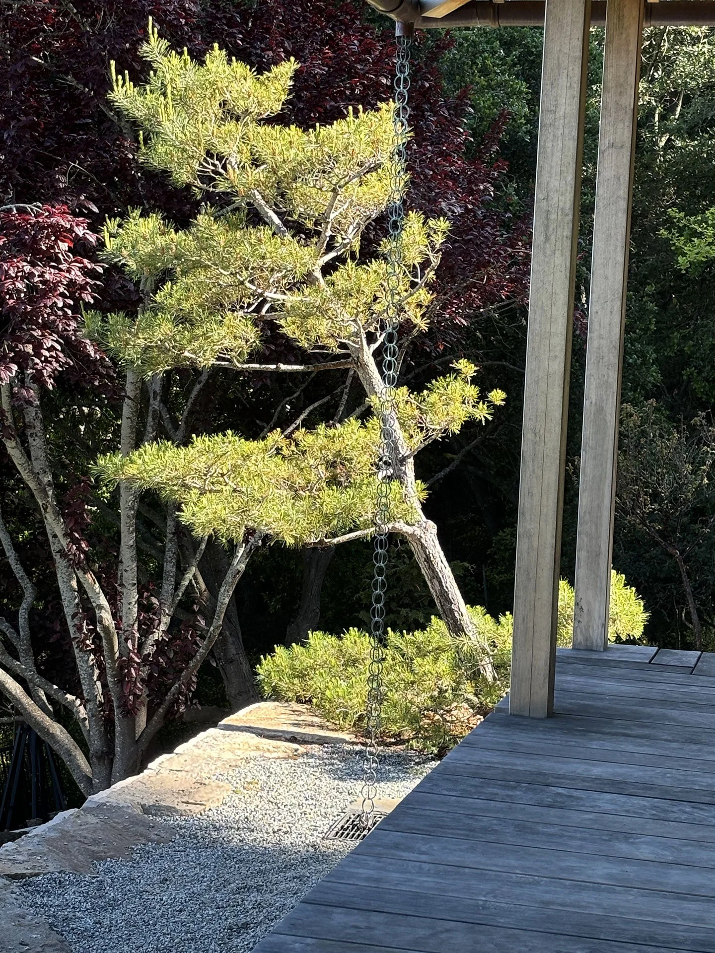 SOLD - Japanese Red Pine, 20 years, grown from seed