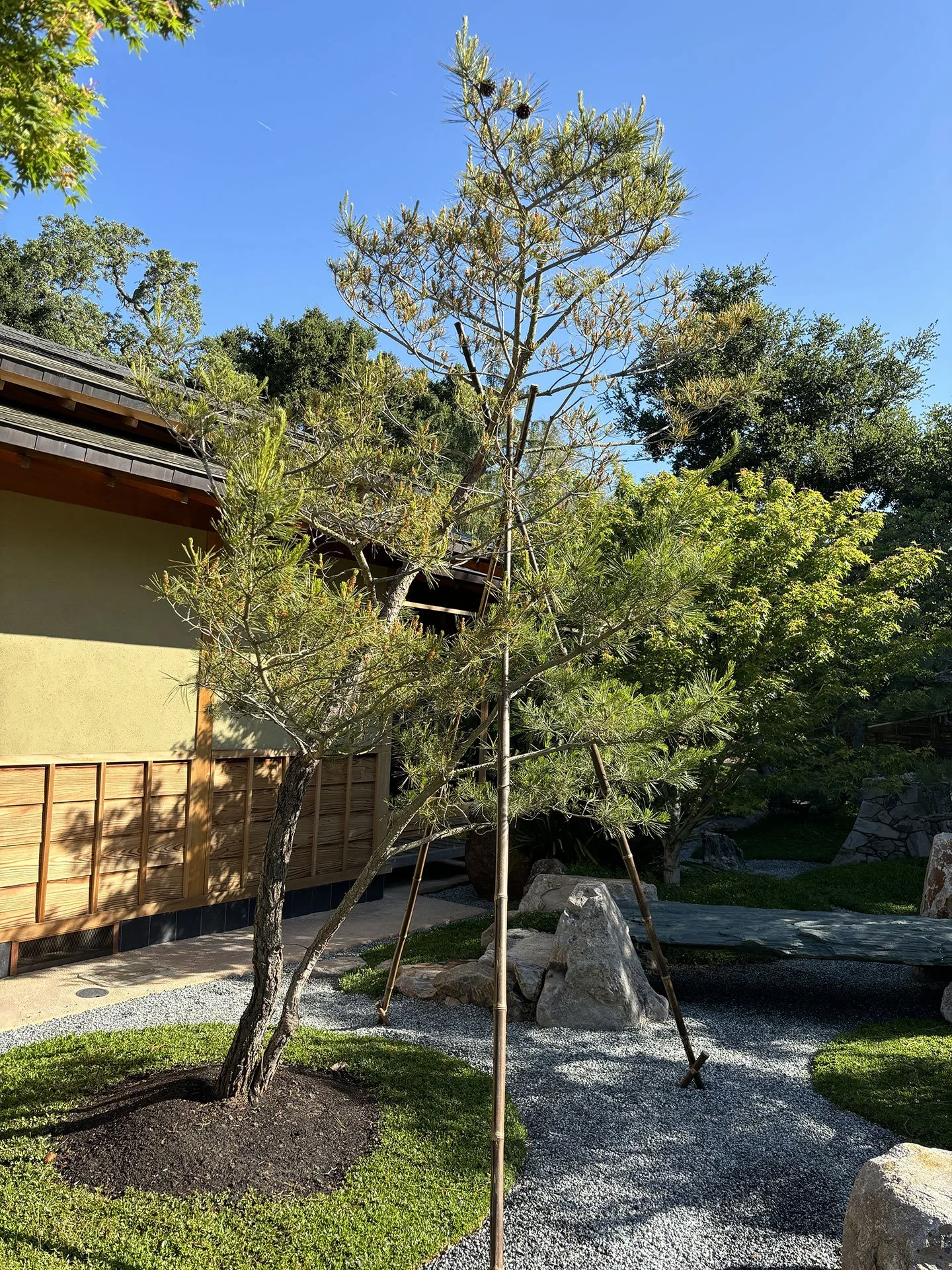 SOLD - Japanese Red Pine, 20 years, grown from seed