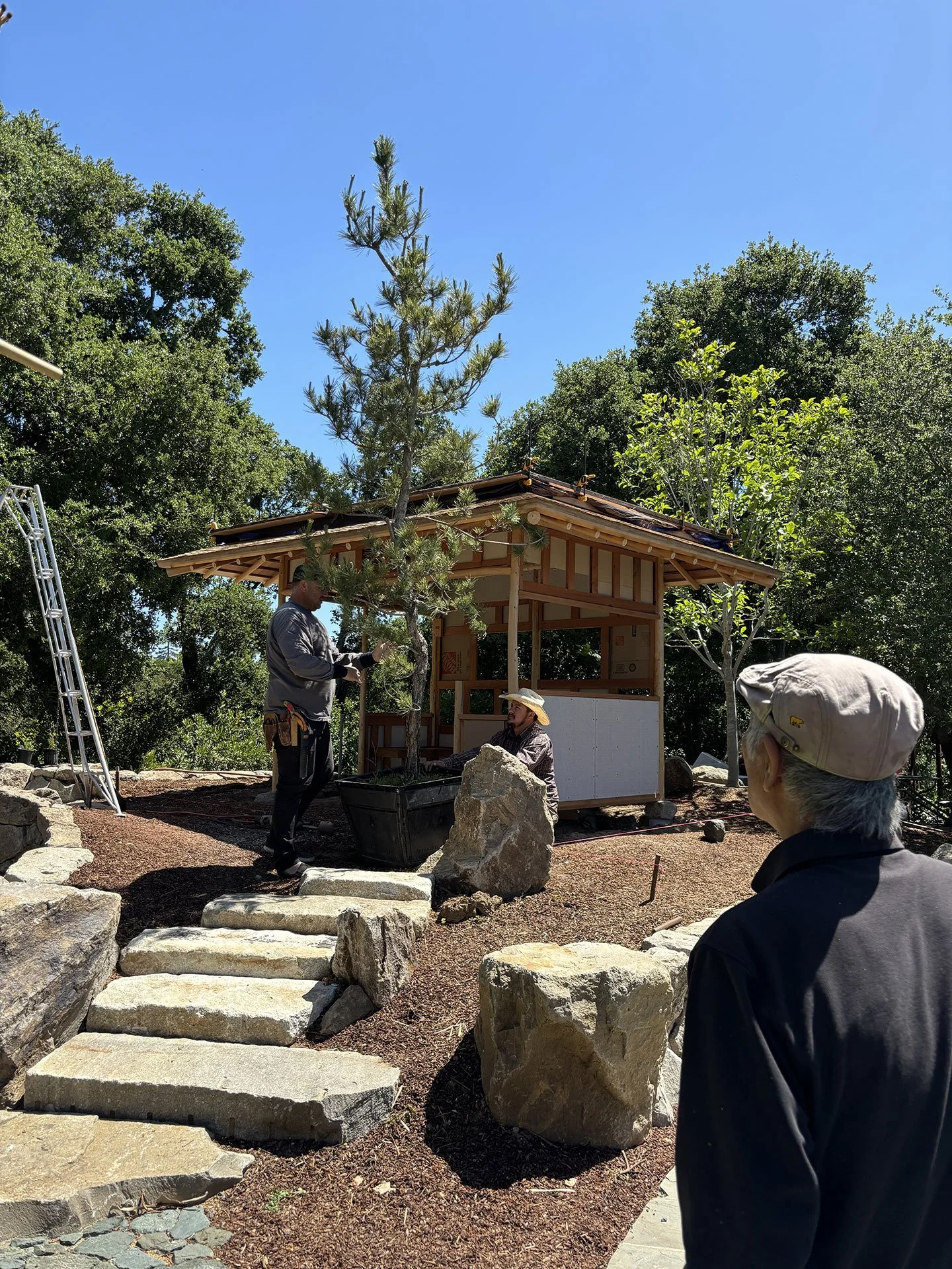 SOLD - Japanese Black Pine (original tree in previous image, shown here placed in its new home)