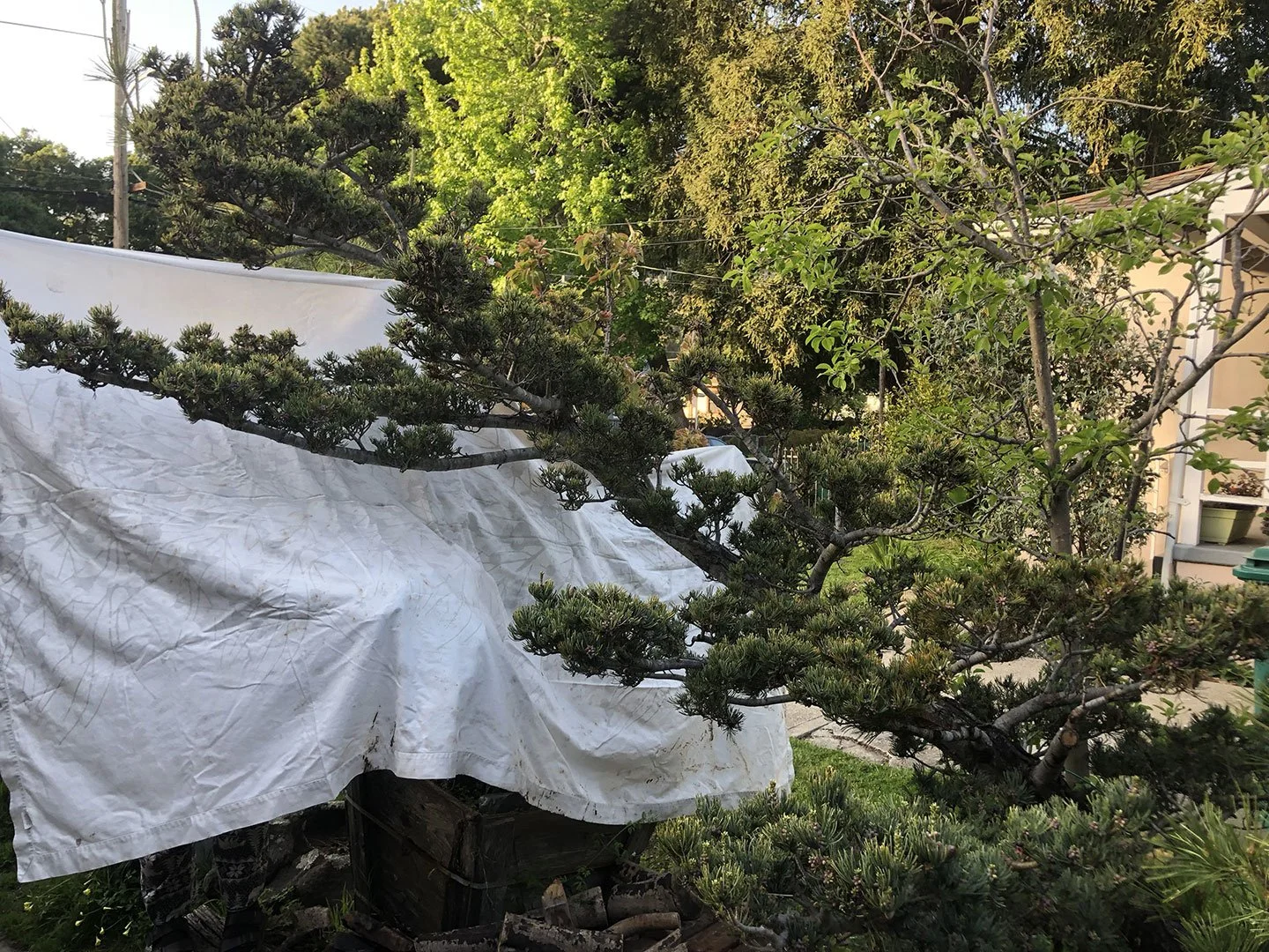 Japanese white pine, grafted on Japanese black pine root stock - aprox 100 years old. Two are available