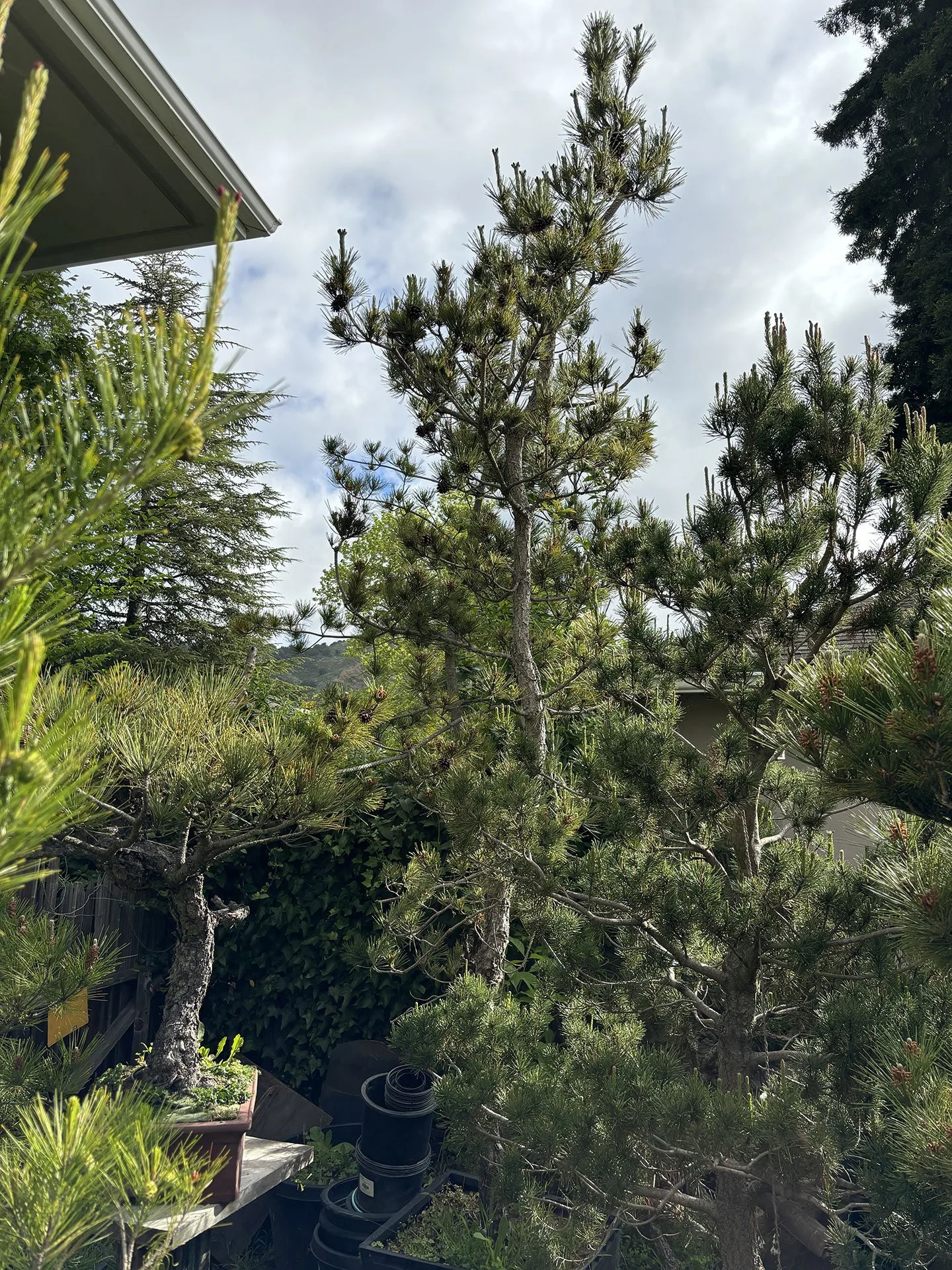 SOLD - Japanese Black Pine (original tree shown here, placed in its new home in next image)